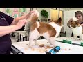 grooming a papillon in a breed profile trim u0026 a shorter salon pet trim at the pet parents request.