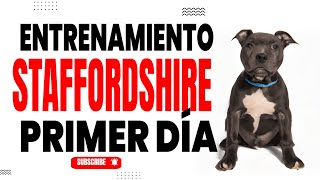 Cómo Comenzar el Entrenamiento de tu Cachorra Staffordshire Paso a Paso