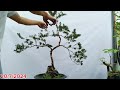 Ổi bonsai ổi nhật lá siêu kim. dân mê cây đều muốn sưu tầm. ms25 bonsai ổi caycanh bonsaitree