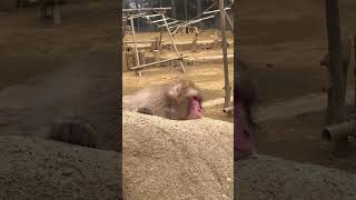 【高尾山さる園】のんびりするウロコくん【Snow monkey】 #monkey #猿山 #animals #japanesemonkey