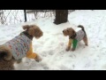 Airedale Terrier Lenny & Welsh Terrier Martin #21