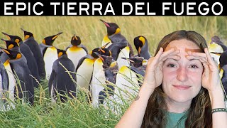 EPIC TIERRA DEL FUEGO: King Pinguins in Chile [VAN LIFE]