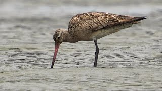 9月上旬 干潟で野鳥観察（千葉）～ シギ・チドリ