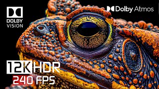 12K HDR 240 FPS DOLBY ATMOS - DOLBY VISION