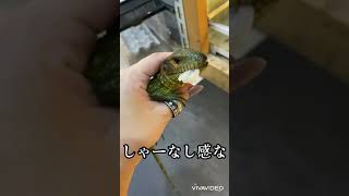 【爬虫類はかわいい】赤ちゃん過ぎるカイマントカゲ#shors