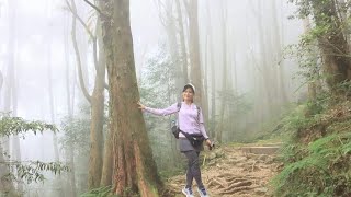 （台中仙境之美）鳶嘴梢來山木梯步道- 大雪山林道-大雪山神木- 小雪山天池，一生必來景點！交通路線軌跡gpx下載在下方，[喜歡、歡迎訂閱]