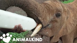 Baby elephant still strong after bullet wounds | Animalkind