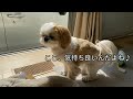 【シーズー】掃除中の飼い主を待つ切ない様子【犬vlog】