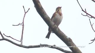 カシラダカ 地鳴き【鳴き声】