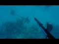 Diving Yellowtail Snapper Bottom and Finding Sharks and Anchors