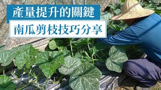 南瓜剪枝剪蔓，全方位種植技巧分享 | 阿星種植