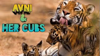 Avni Tigress & Cubs । Man Eater Tigress Avni । Tiger Story । Man Eater Tiger Story । Shikar Story