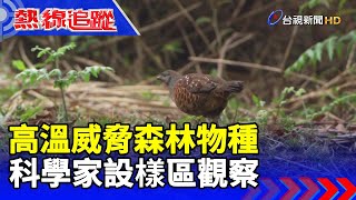 高溫威脅森林物種 科學家設樣區觀察 【熱線追蹤】