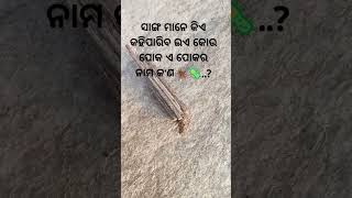 😳😲ଏ ପୋକ ଟିର ନାମ କଣ କିଏ କହିପାରିବ..?#new #viral#trending #music #popularsong