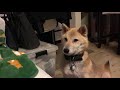 柴犬vsヘビ！世紀の一戦が始まる！ japanese shiba dog vs snake