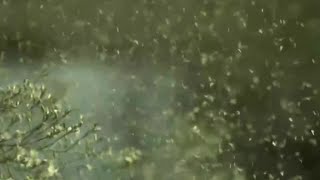 Michigan faces early, intense allergy season as pollen levels rise