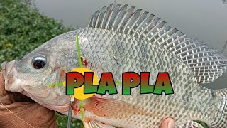 PLA -PLA  GAGANDA NG SIZE/ TIKSAY FISH HUNTING