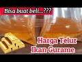 HARGA TELUR GURAME TERBARU