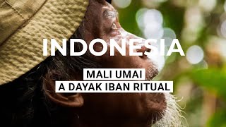 Mali Umai - A Dayak Iban Ritual