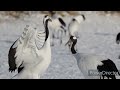 釧路湿原　タンチョウ　野鳥　北海道　鶴