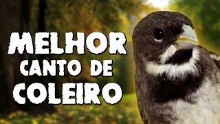 Canto de coleiro tui tui zel zel para ensinar filhote Download Coleiro Tui Tui Fibra Encarte Free For Android Coleiro Tui Tui Fibra Encarte Apk Download Steprimo Com