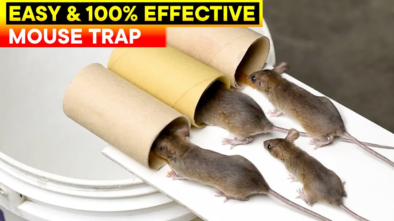 Best And Easy Mouse Trap Bucket | Rat Trap Homemade | DIY Mouse Trap ...