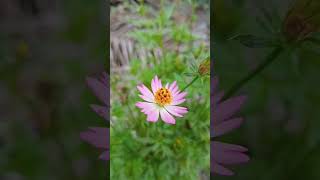 Tanaman kenikir (Cosmos caudatus) adalah tumbuhan tropis yang asal mulanya dari Amerika Latin.