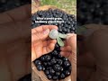 Jaboticaba aka Brazilian tree grape 🍇🇧🇷🕺