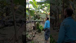 How bananas are harvested in the village (episode 120