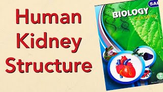 Structure of Human Kidney || Simple and Very Clear Explanation || X biology SCERT Telangana and AP