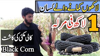 high yield profitable crop Black corn // USA Black corn farming in pakistan / کالی مکئی کی کاشت