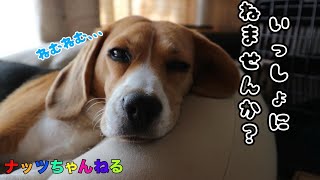 とにかく眠いビーグル犬