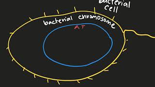 BIO 336 Week 3 DNA sequencing Methodologies