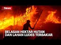 Belasan Hektar Hutan dan Lahan Ludes Terbakar di Palangka Raya, Kalimantan Tengah