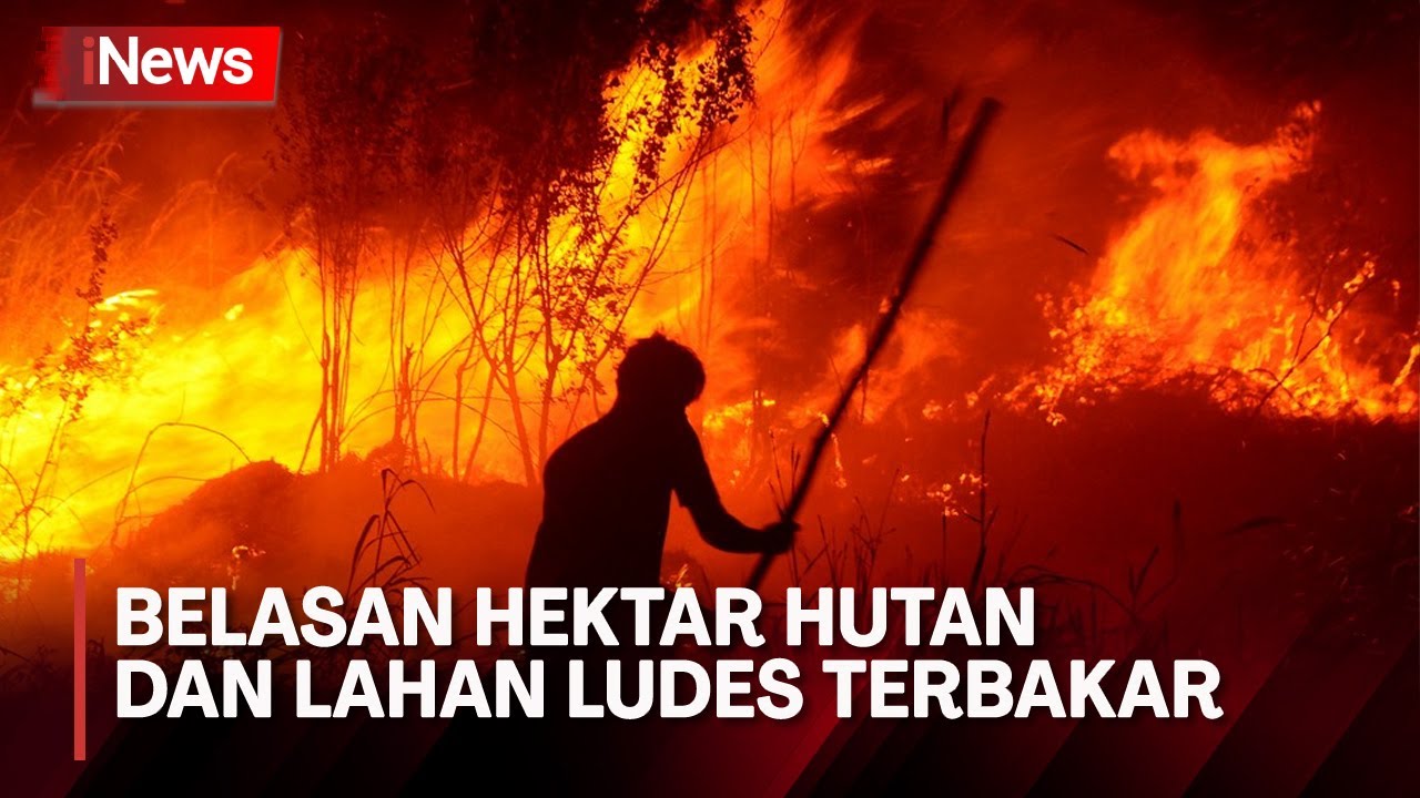 Belasan Hektar Hutan Dan Lahan Ludes Terbakar Di Palangka Raya ...