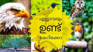 psc repeated questions for National birds of different  countries(വിവിധ രാജ്യങ്ങളിലെ ദേശിയ പക്ഷി  )