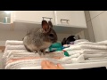 booping a chinchilla nose