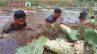 បង់សំណាញ់ត្រៀបបានត្រីរ៉ស់ធំៗ- Caught many big fishes by a fishing net #primitive, rural lifestyles.