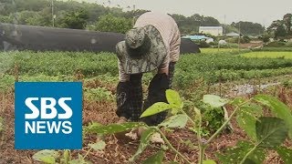 가뭄 심한 충남, 모처럼 내린 비에 생기…\