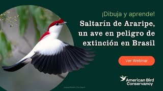 ¡Dibuja y aprende! Saltarín de Araripe, un ave en peligro de extinción en Brasil