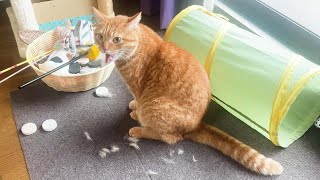 猫が突然パニック症状に…【猫の知覚過敏症】と診断されました①