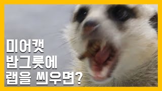 미어캣 밥그릇에 랩을 씌우면?