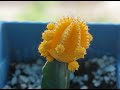 HOW TO PROPAGATE MOON CACTUS