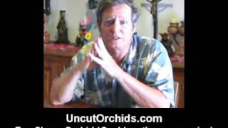 Uncut Orchids - The Amazon Cochleanthes:  Beginners Choice