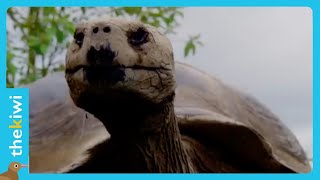 The sad story of “Lonesome George,” the last giant tortoise of the Galapagos