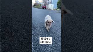 がんばれシニア犬チョッパー！お散歩だよ🤣#トイプードル #シニア犬の日常 #お散歩 #がんばれ