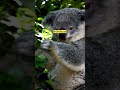 🐨 Are Koalas FINGERPRINTS Identical to Humans? #shorts