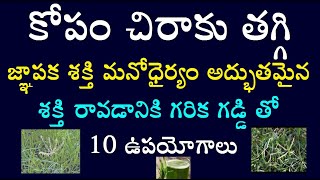 కోపం చిరాకు తగ్గి జ్ఞాపక శక్తి మనోధైర్యం అద్భుతమైన శక్తి రావడానికి గరిక గడ్డి తో 10 ఉపయోగాలు