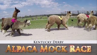Alpacas Predict the 2018 Kentucky Derby Winner I NBC Sports