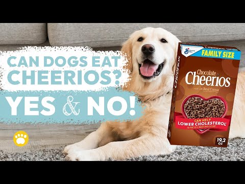 Can a dog eat cheerios?